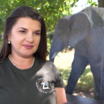 Populacja słoni afrykańskich kurczy się z roku na rok. Ich przyszłość zależy od ochrony w naturze i działań ogrodów zoologicznych